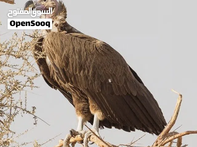 مطلوب نسور جوارح
