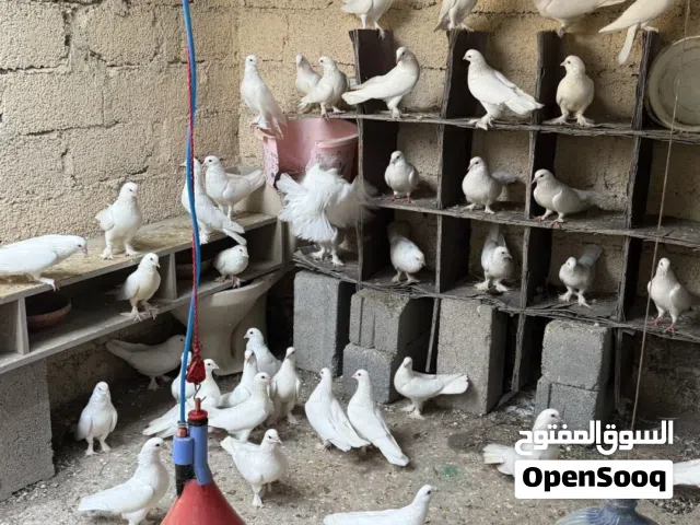 حمام حقم للبيع