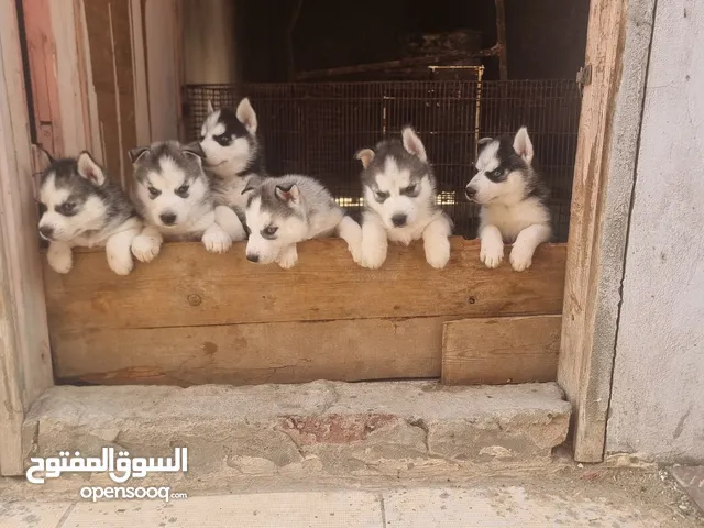 جراوي هاسكي