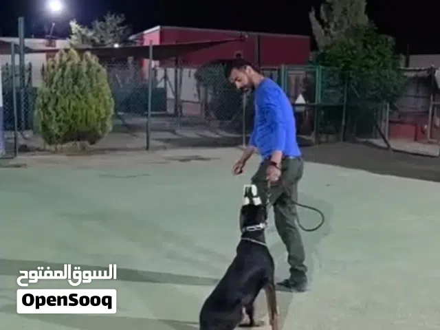 اغتنم فرصه اقتناء اجمل كلاب الدوبرمان ..ذكر ...مع جميع المطاعيم