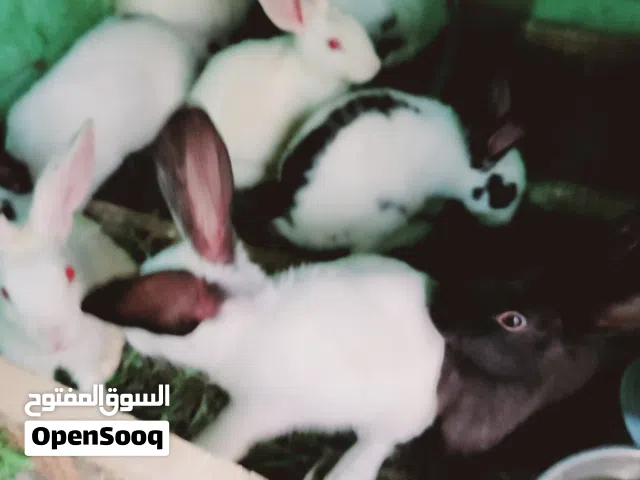أرنب بابوني وفرنسي