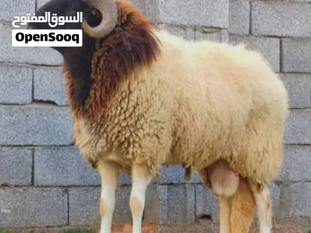 خروف العيد مع معلم محمود وكل عام وانتم بالف خير