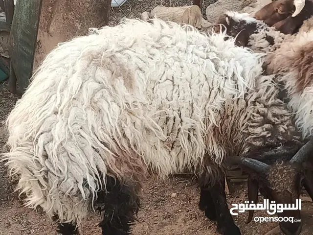 خرفان 2 بلديات لحم صافي وزن 50 كيلوا قايم