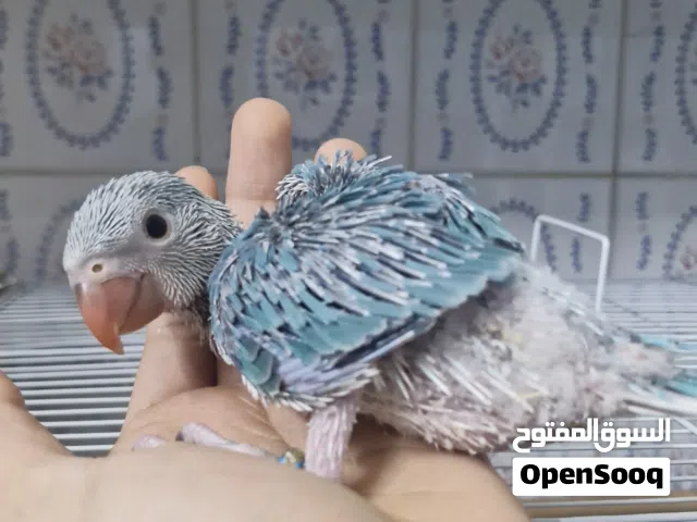 متو كلير تل بلو  انتاج البحرين  صحة ونظافة ماشاءالله