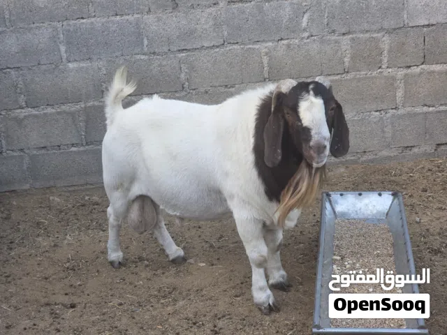 جدي و شاه بورقوت للبيع