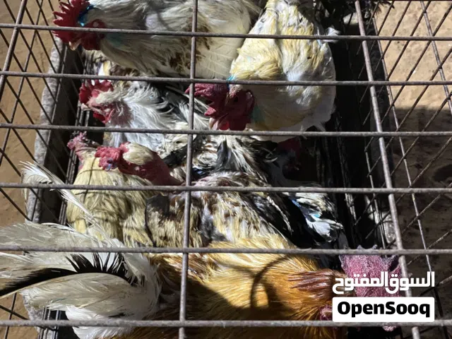 فراريج عربيات