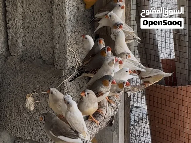 زيبرا عادي ومشوشه