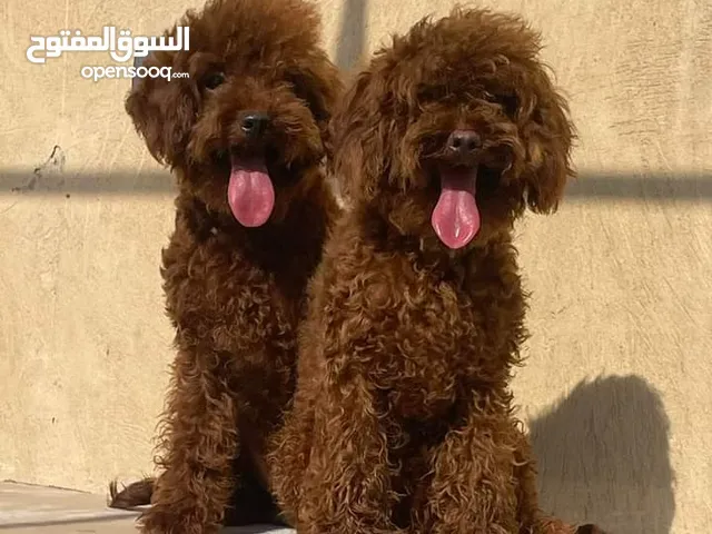 مشروع مزرعة انتاج حيوانات أليفة