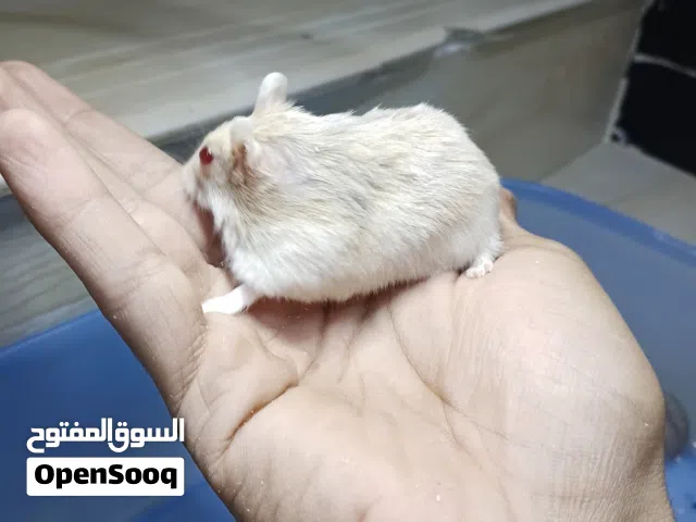 هامستر روسي عدد 9 أليفات 2 حوامل انتاجهن خير من الله مبزرات مال بيت نظيفات