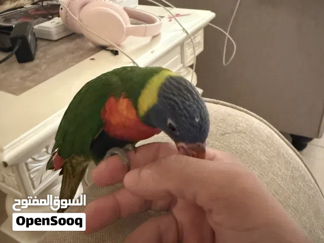 لوري ريمبو