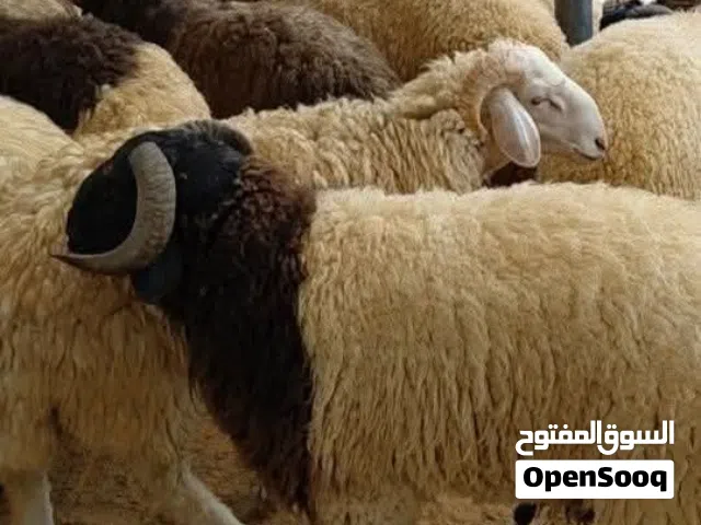 لحام متنقل بخبره
