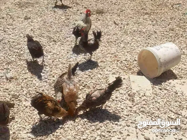 دجاج للبيع الصلاة على النبي بياض صحة ونضافه مع ديوك ماخد جميع المطاعيم