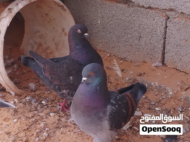 كوبيه ميني