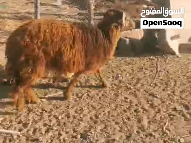 كبش للبيع ماشاء اللَّه عليه