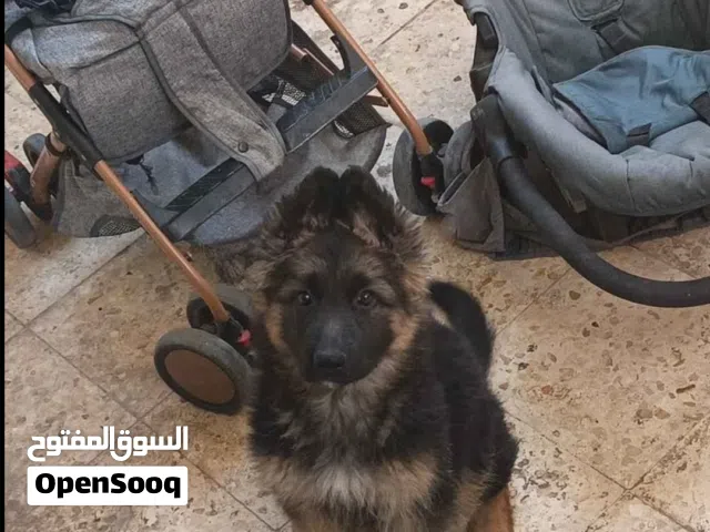 جاي من شاور بيور العمر شهرين و 10 ايام انثى للتواصل عن طريق الوتساب