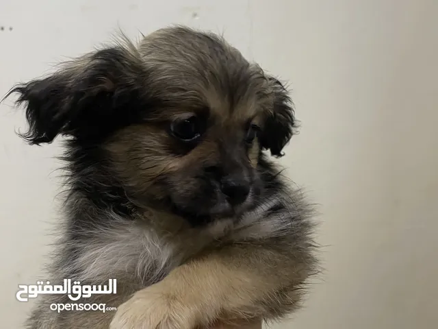 Maltese/japanese spitz