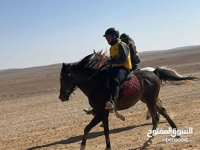 خيل ربع عربي + فرس للبيع متأهلين في مسابقة القدرة والتحمل 80 كم