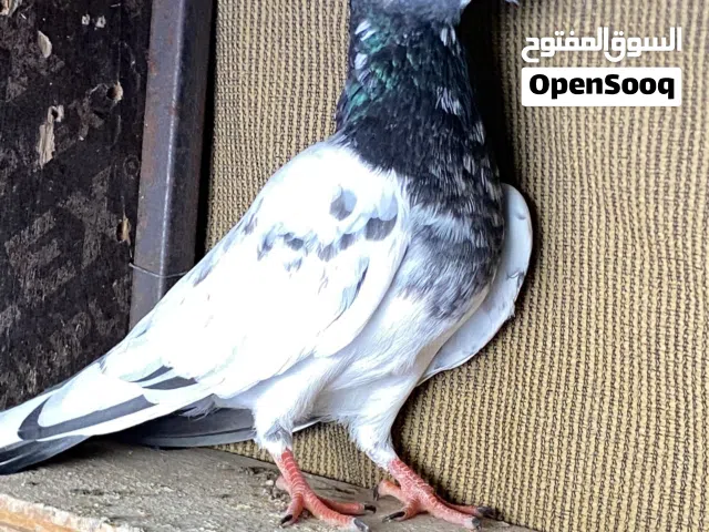 للبيع تصفيه حمام باكستاني طيار