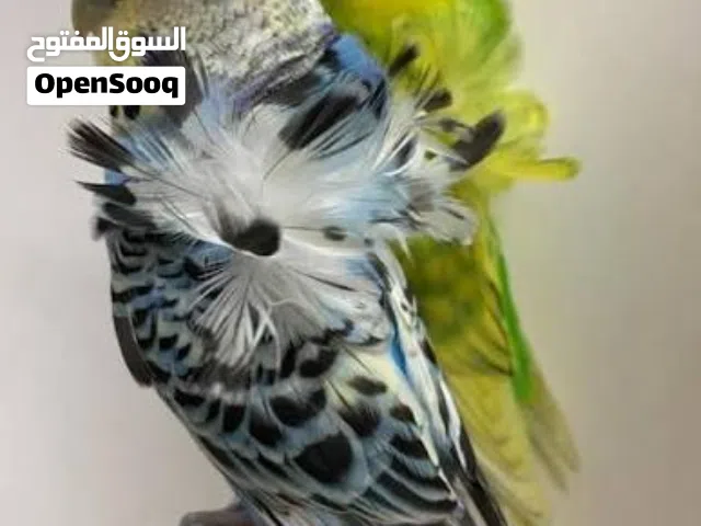 مطلوب زوج فلل بادجي