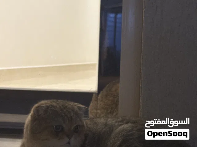قطوة بيت لقيته بالشارع مبين انه نظيفة ماشاءالله