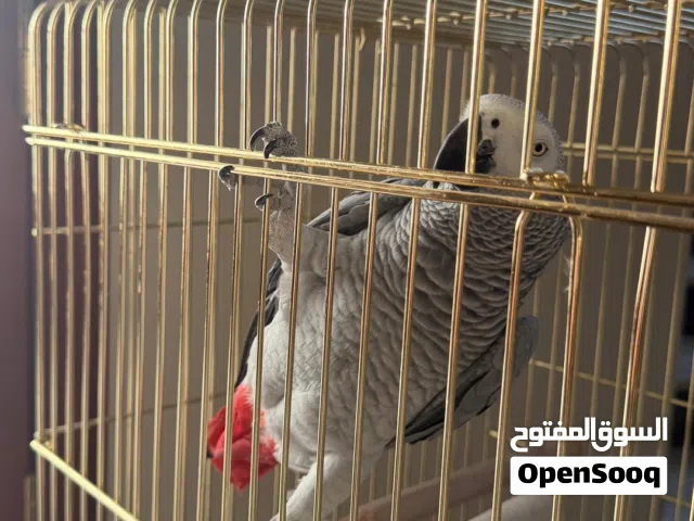 ببغاء افريقي..
