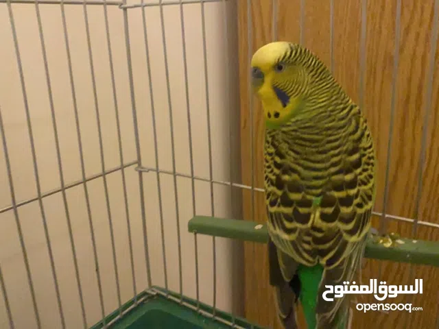 جوز بادجي منتجات للبيع