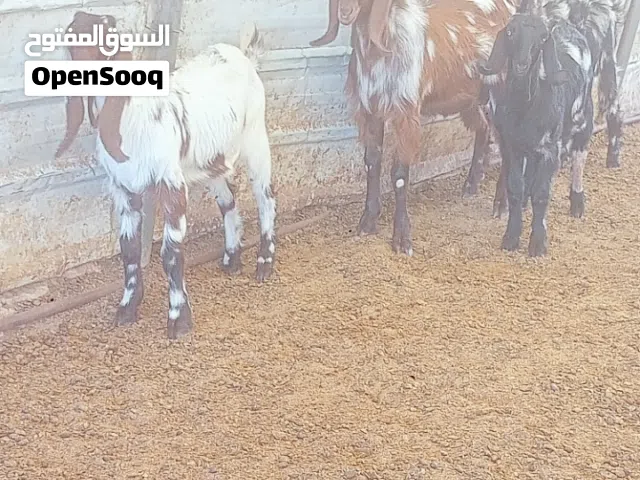 جدي وثلاث صخلاةهنديات
