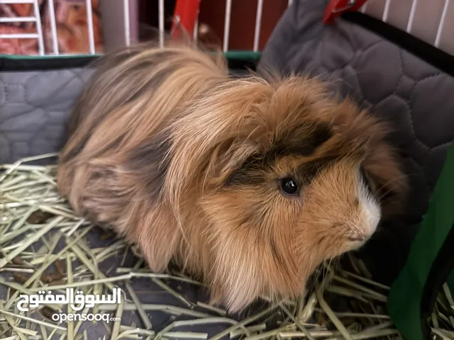 2 guinea pigs