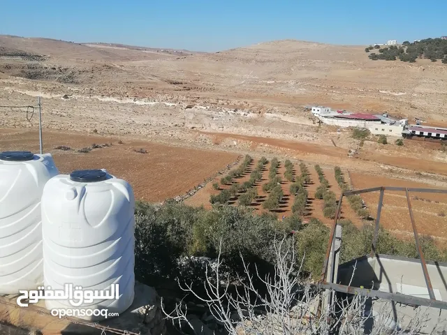 مزرعة زيتون