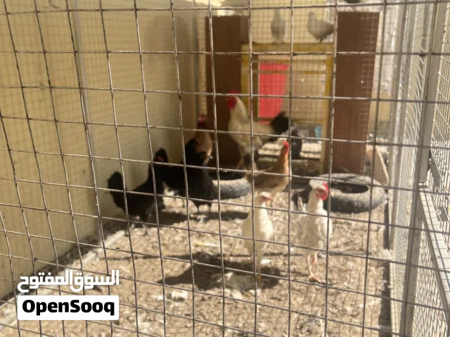 دجاج عماني بياض