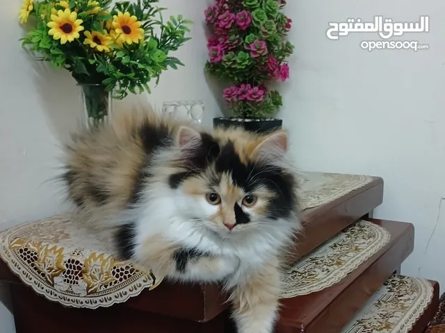 قطة شيرازي للتبني بداعي السفر