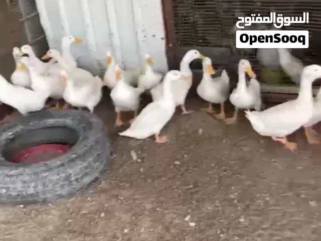 بط فرنسي  بياض التواصل واتساب فقط