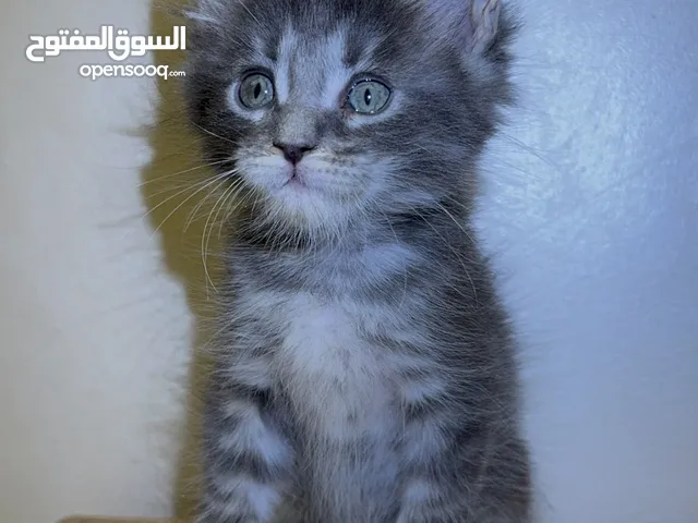 Maine coon pure blood
