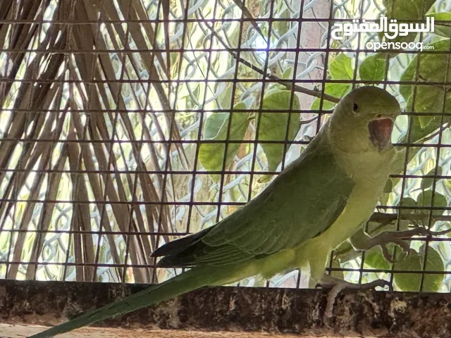 Green Parrot 4 months old