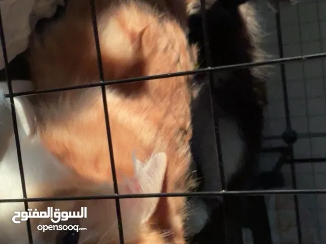 قطتين اخوان للتبني