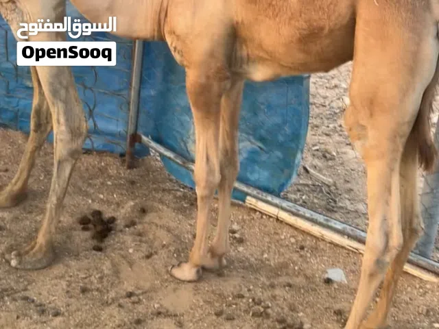 قعود للبيع طياح شهر 12