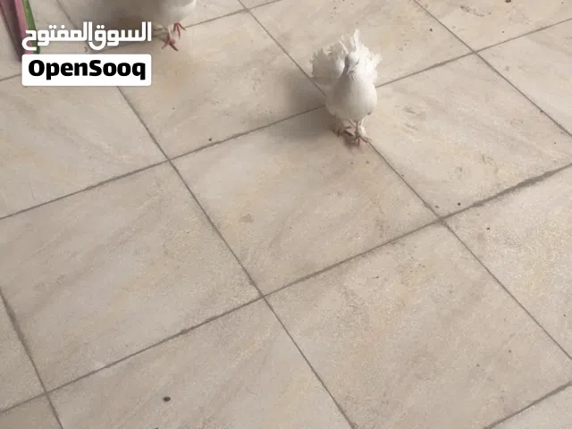 حمام عرايس زينة كلش حلوات فحل ونثية وابنهن
