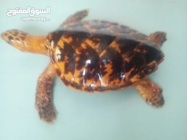 سلحفاه محنطه