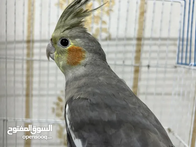 كوكتيل رصاصي للبيع