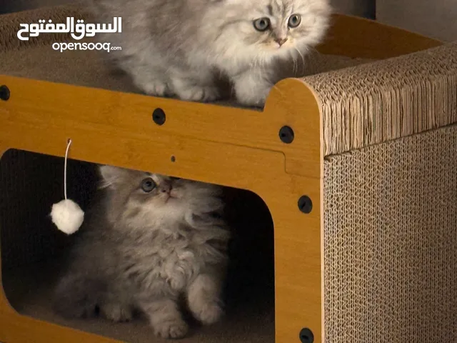 Kittens russia mother