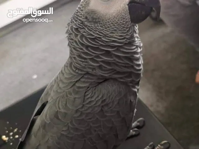 Very loving, talkative, and playful African Grey Parrot seeking new family
