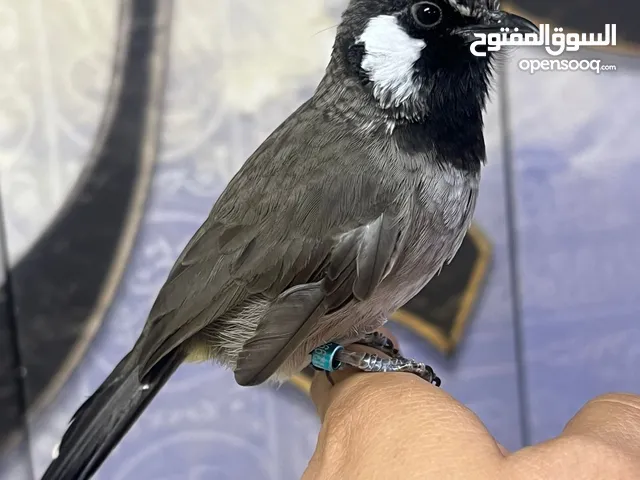 للبيع بلبل هملايه ربوه