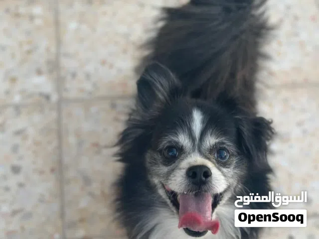 كلب نوع الشيواوا