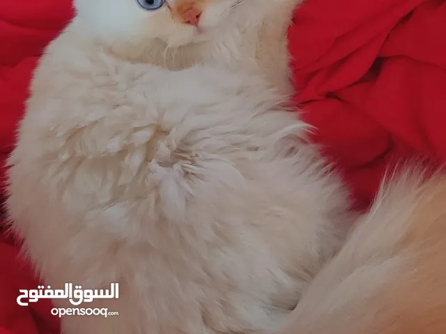 قط هملايا للتبني (20 بدل تطعيم وحلاقة)