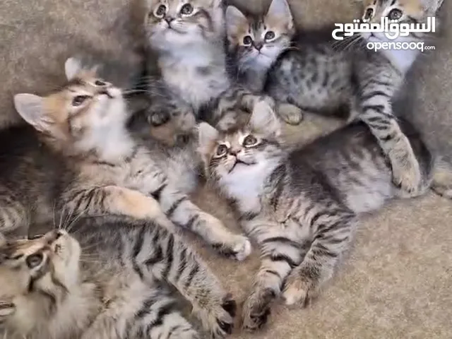 قطط عمر شهرين