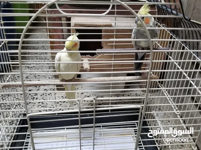 زوج ببغاء كروان مع القفص والتوابع
