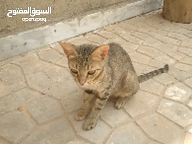 قطة فارسية