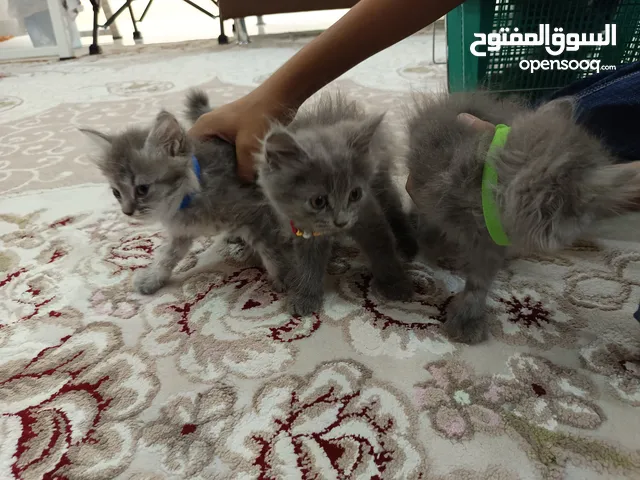 "للبيع: قطط شيرازية نظيفة، عمر صغير، أليفة جداً"