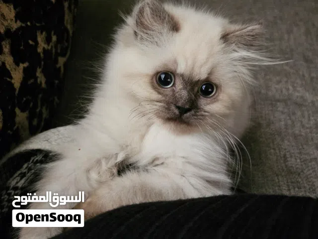 قطه هملايا انثى العمر 3 أشهر