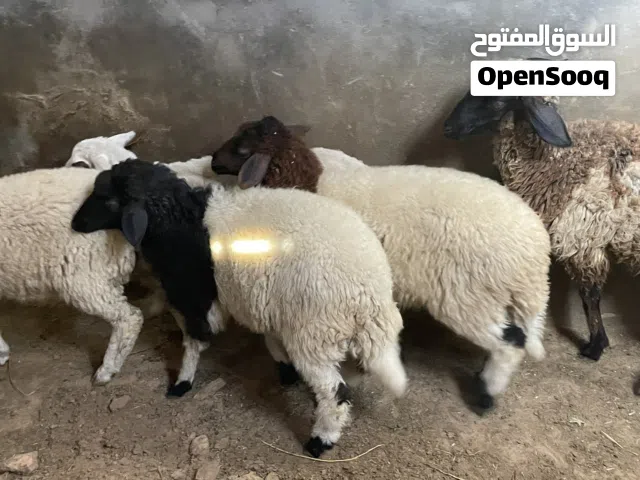 فطايم توميات للبيع